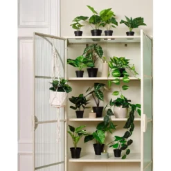Alocasia