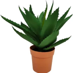 Aloe vera plante