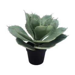 Aloe vera plante