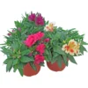 Alstromeria