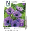 Anemone