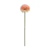 Aster/Callistephus