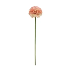 Aster/Callistephus