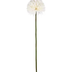 Aster/Callistephus