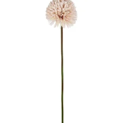 Aster/Callistephus