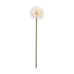Aster/Callistephus