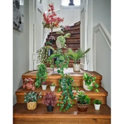 Begonia Rex