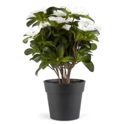 Belgisk Azalea