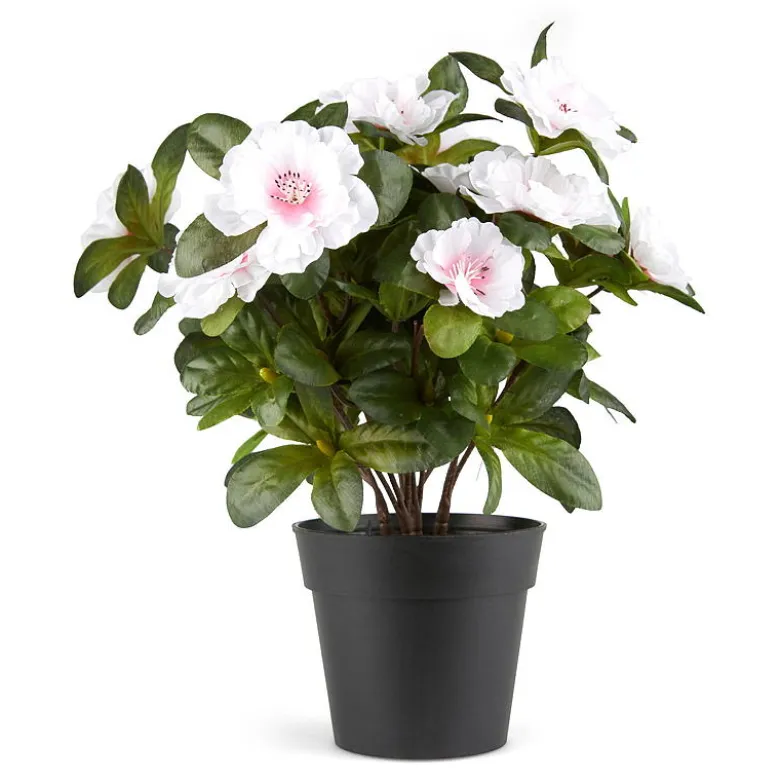Belgisk Azalea
