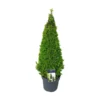 Buxus