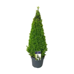 Buxus
