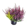 Calluna