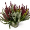 Calluna