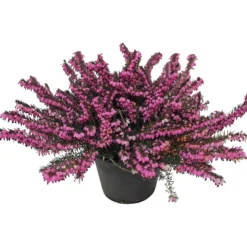 Calluna