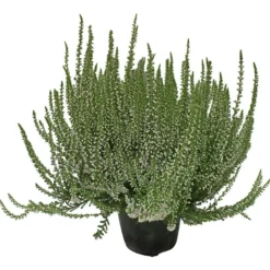 Calluna
