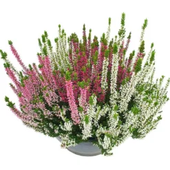 Calluna
