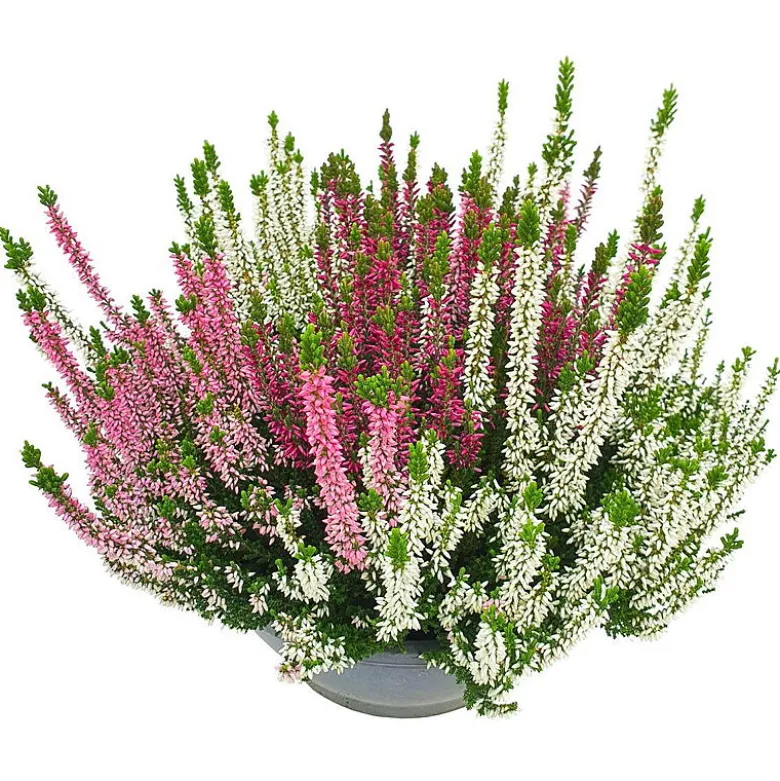 Calluna