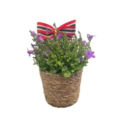 Campanula i kurv