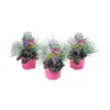 Color your garden