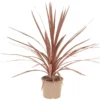 Cordyline palme