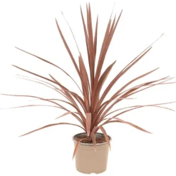 Cordyline palme