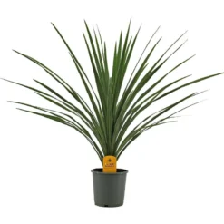 Cordyline palme