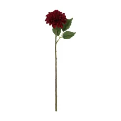 Dahlia