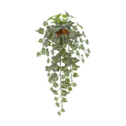 Eføy hengeplante