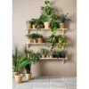 Ficus Deltoidea