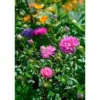 Frø asters