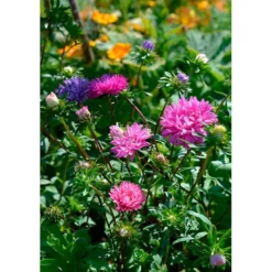 Frø asters