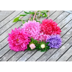 Frø asters