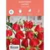 Frø blomsterert
