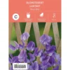 Frø blomsterert