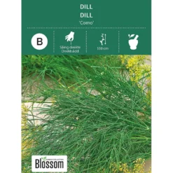 Frø dill