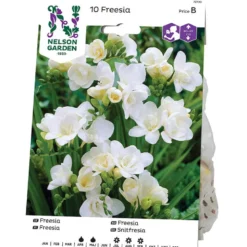 Freesia