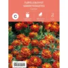 Frø fløyelsblomst