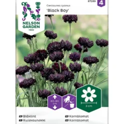 Frø kornblomst