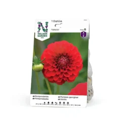 Georgine