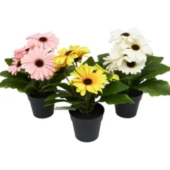 Gerbera