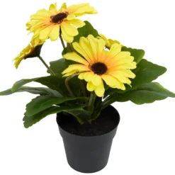 Gerbera