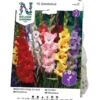 Gladiol