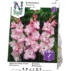 Gladiol