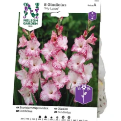 Gladiol