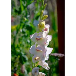 Gladiol