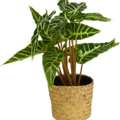 Grønnplante