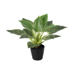 Grønnplante