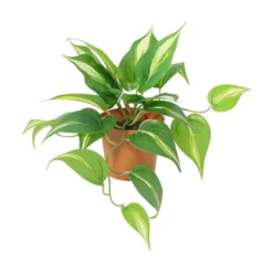 Grønnplante