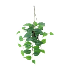 Hengeplante