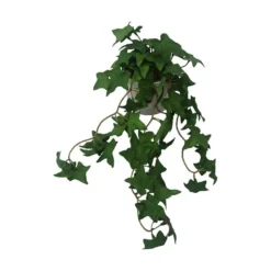 Hengeplante